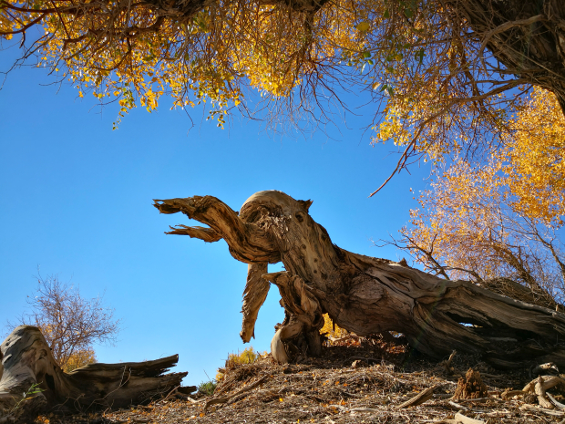 Honeyview_《鳄鱼观望》官春明.jpg Honeyview_《鳄鱼观望》官春明.jpg